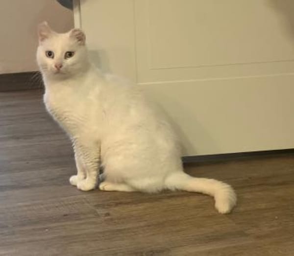 Zarte Amalia aus dem Tierschutz