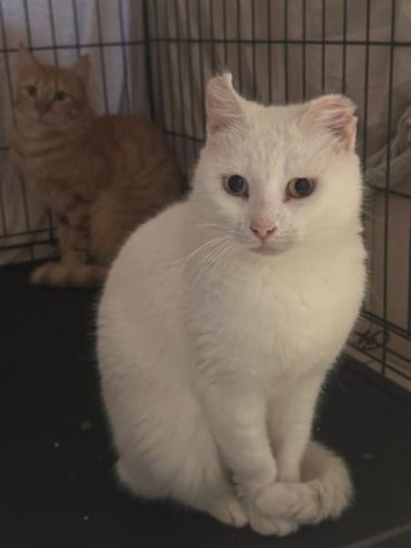 Zarte Amalia aus dem Tierschutz