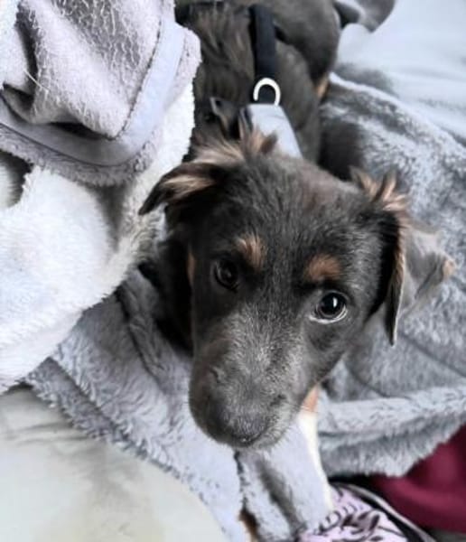 Harry auf PS in 47058 Duisburg