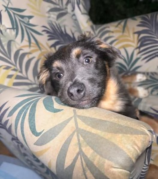 Harry auf PS in 47058 Duisburg