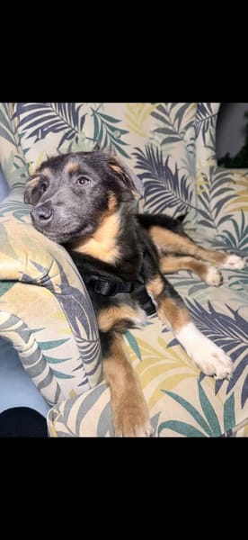 Harry auf PS in 47058 Duisburg