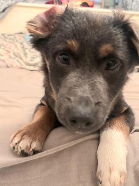 Harry auf PS in 47058 Duisburg