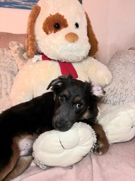 Harry auf PS in 47058 Duisburg