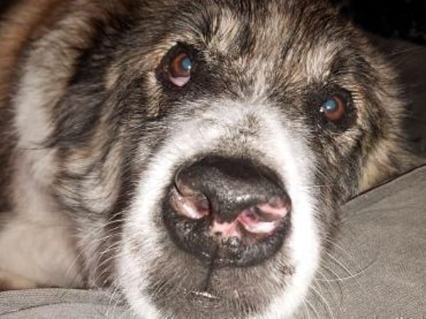 Meri sucht ihr Forever Home! PS in DO