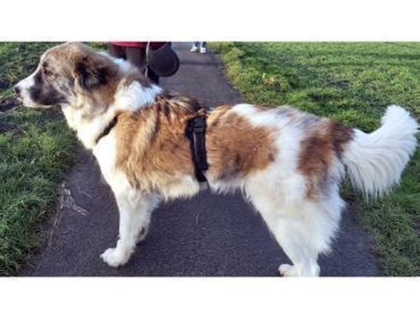 Meri sucht ihr Forever Home! PS in DO