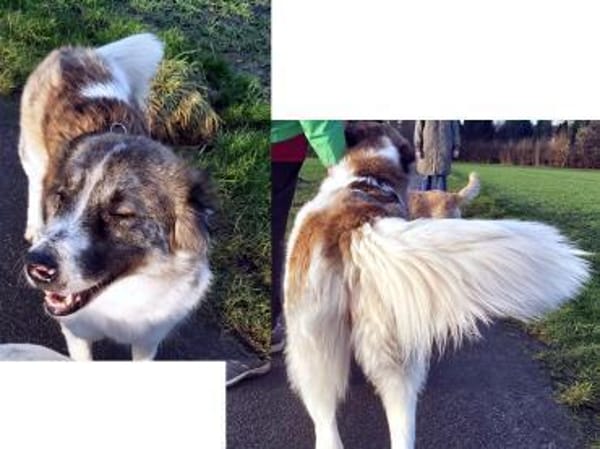 Meri sucht ihr Forever Home! PS in DO