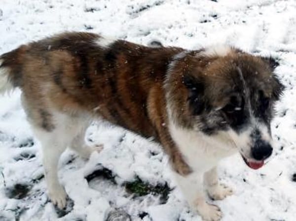 Meri sucht ihr Forever Home! PS in DO