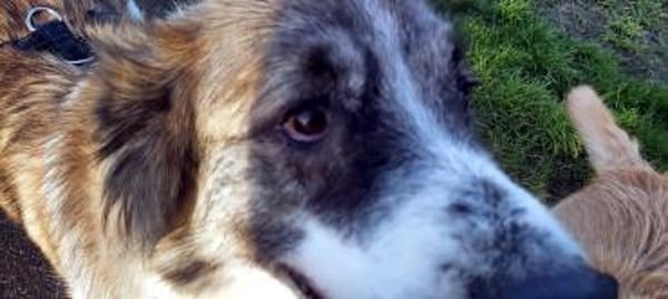 Meri sucht ihr Forever Home! PS in DO