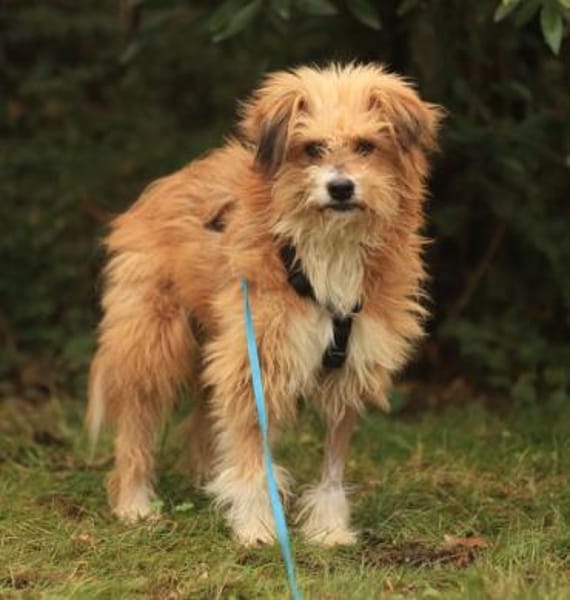 Willi, geb. ca. 09/2023, 30655 Hannover