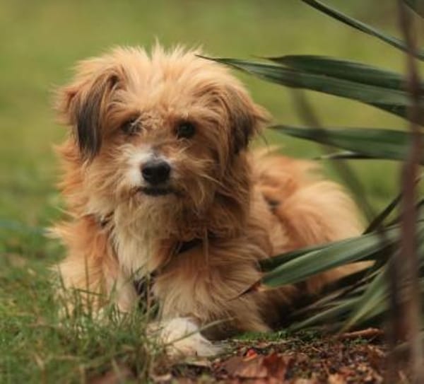 Willi, geb. ca. 09/2023, 30655 Hannover