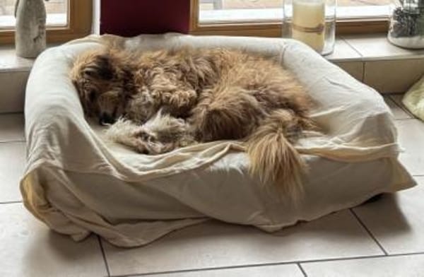 Willi, geb. ca. 09/2023, 30655 Hannover