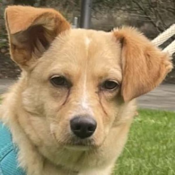 Yumi, geb. ca. 05/2025, 52066 Aachen