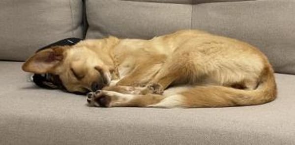 Yumi, geb. ca. 05/2025, 52066 Aachen