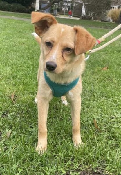 Yumi, geb. ca. 05/2025, 52066 Aachen