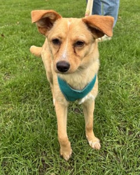 Yumi, geb. ca. 05/2025, 52066 Aachen