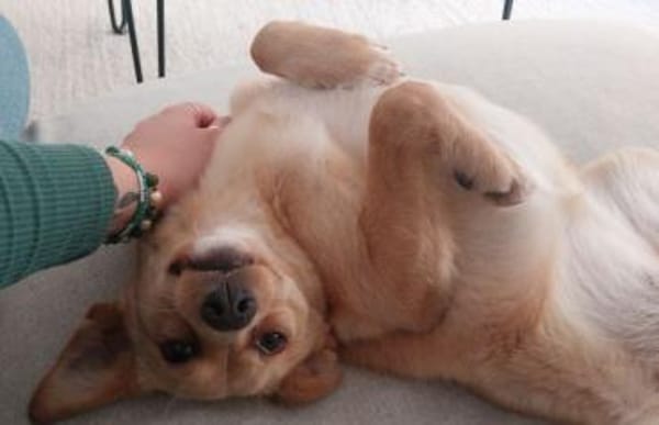 Yumi, geb. ca. 05/2025, 52066 Aachen