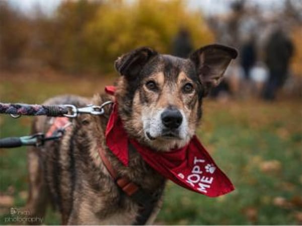 Devis  wartet in 96369 Weißenbrunn