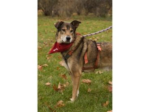 Devis  wartet in 96369 Weißenbrunn