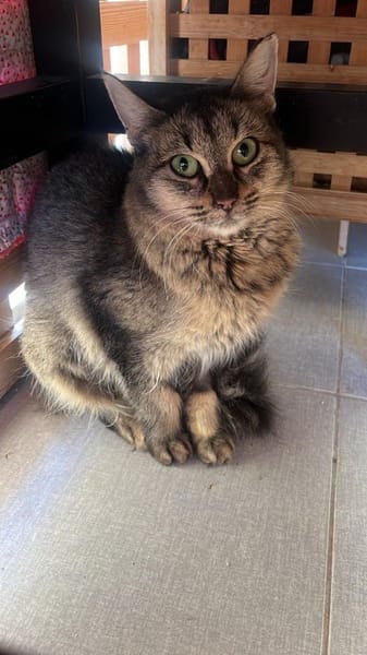 Ella aus dem Tierschutz