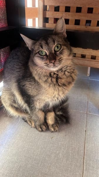 Ella aus dem Tierschutz