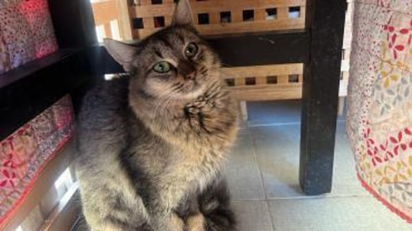 Ella aus dem Tierschutz