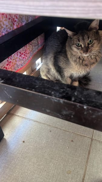 Ella aus dem Tierschutz