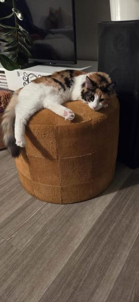 Happy aus dem Tierschutz