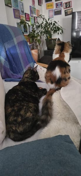 Happy aus dem Tierschutz