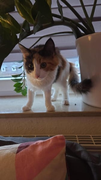 Happy aus dem Tierschutz