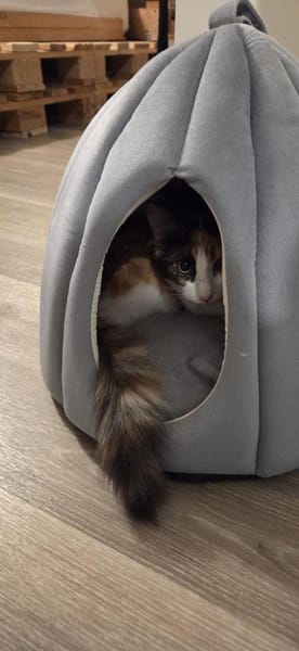 Happy aus dem Tierschutz