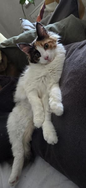 Happy aus dem Tierschutz