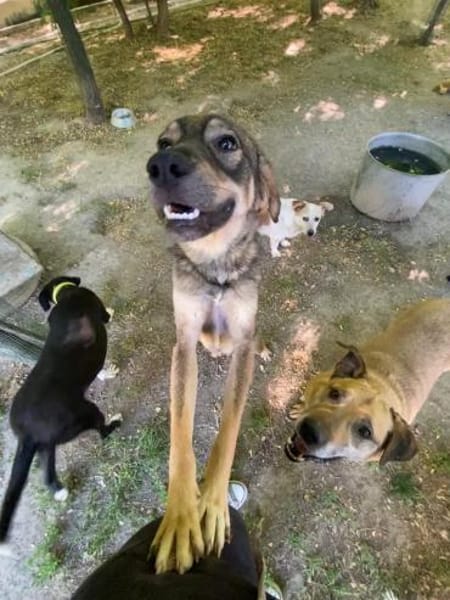 Floh Max            ab 24.11. in Berlin