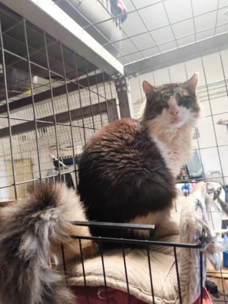 Amor aus dem Tierschutz