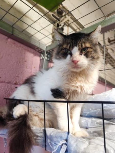 Amor aus dem Tierschutz