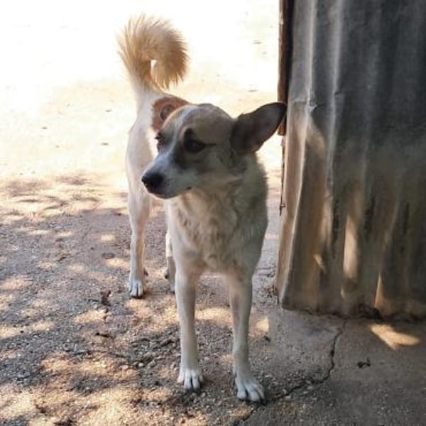 Eri - eine liebenswerte Kuschelmaus