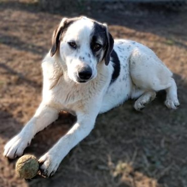 Jonas - Kuscheltyp mit großem Herzen