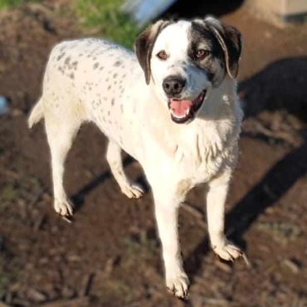 Jonas - Kuscheltyp mit großem Herzen