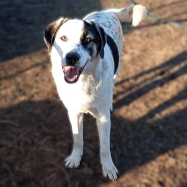 Jonas - Kuscheltyp mit großem Herzen