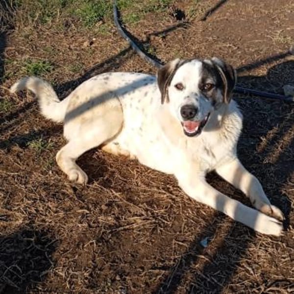 Jonas - Kuscheltyp mit großem Herzen