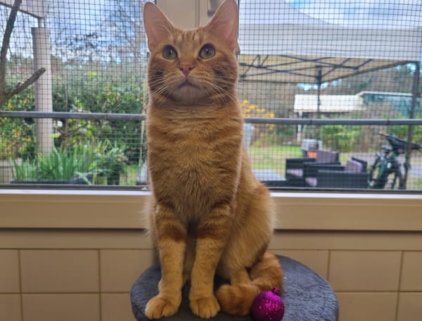 Léonard (réservé)