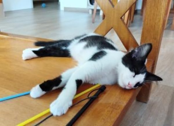 Junges Katerduo Elis und Piruleta