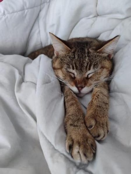 Sanfte, verträgliche Katze Greta