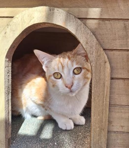 Sanftes Katzenmädchen Evora