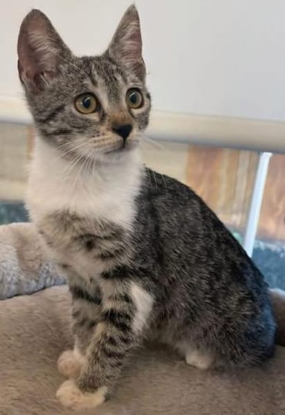 Liebevolle junge Katzen Chiara und Cora