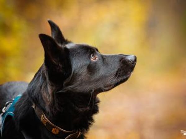 Arlo hofft auf Hilfe