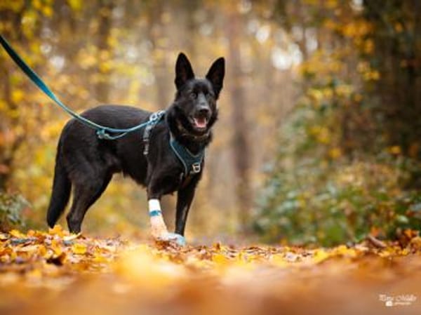 Arlo hofft auf Hilfe