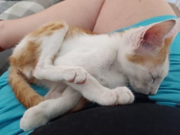 Junge, Kater Seiko & Moltó