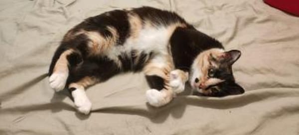 Zarte, hübsche Katzendame Lia