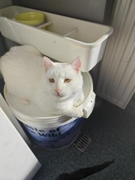 Hübscher, tapferer Kater Cole