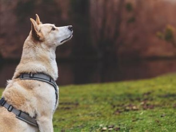 Toto sucht erfahrene Hundehalter